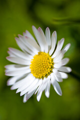 White wild flower against green background