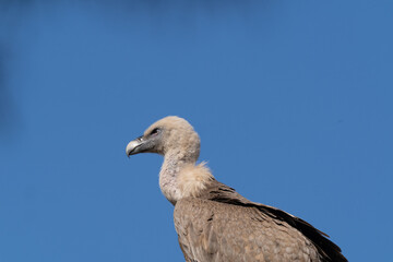 vulture