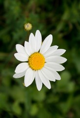 Obraz premium White wild flower against green background