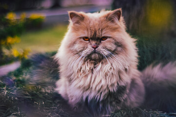 Moody persian cat on the grass
