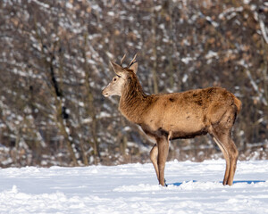 Naklejka na ściany i meble Chmara jeleni szlachetnych na zimowym polu