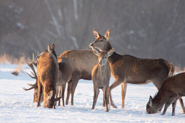 Chmara jeleni szlachetnych na zimowym polu