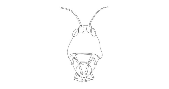 Video with the head of an insect grasshopper with linear rendering on a white background.