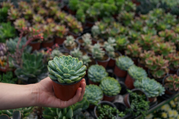 Close up woman hand holding a pot with a succulent plant with many other succulents in background.