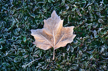 Herbstliches Ahornblatt auf Wiese nach frostiger Nacht