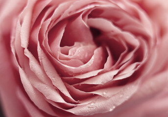 Fototapeta na wymiar Close up pink rose flower. Abstract background. Macro. Soft focus. Copy space.