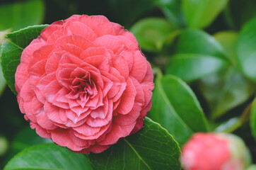 Camellia red flower. Copy space.