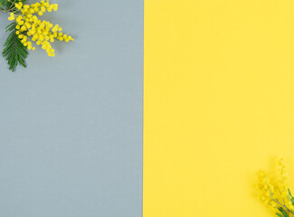 Yellow mimosa flowers on yellow and gray background. Copy space.