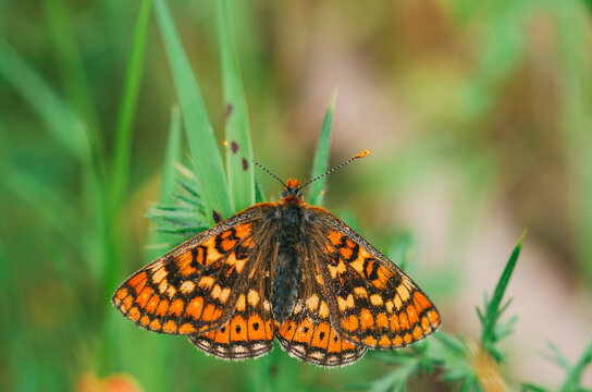 Vanessa cardui. Colored butterfly perched on a leaf. Selective focus on macro photography.