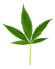 Marijuana or Cannabis green leaf. Hemp plant growing. Medical marijuana sativa or indica. Organic cannabis sprout. Legalized drugs. United States Decriminalize weed or ganja. Isolated white background
