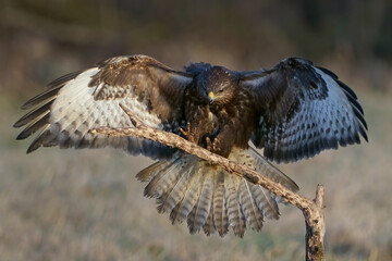 Common buzzard (Buteo buteo)