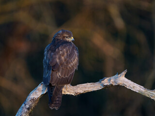 Common buzzard (Buteo buteo)