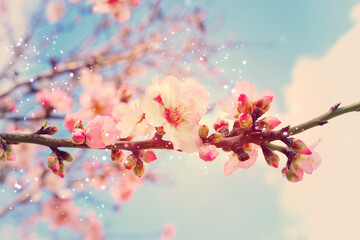 background of spring cherry blossoms tree. selective focus