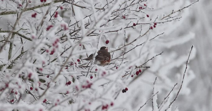 grive mauvis (Turdus iliacus) mangeant une baie d'aub&eacute;pine en hiver