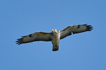 Common buzzard (Buteo buteo)