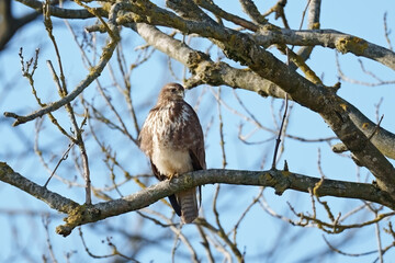 Common buzzard (Buteo buteo)