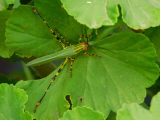 Locust on Leafs