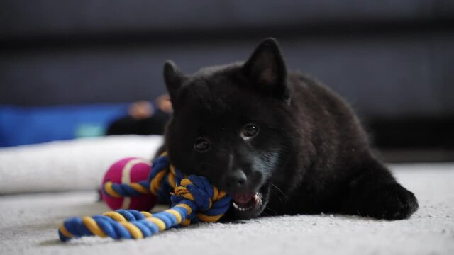 Young Schipperke puppy playing at home.
