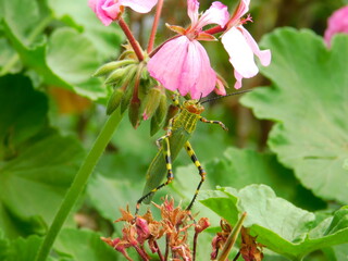 Locust and Flowers