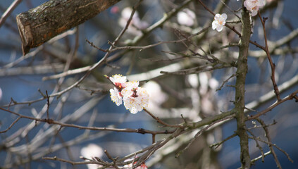 Spring flower landscape. Spring blooming spring flowers against blue sunny sky. White flowers in...