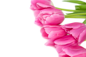 Tulips in a field of tulips. Bright tulips. Colorful tulips flower in the garden. Three beautiful tulips on a white background. Pink tulips. Copspace