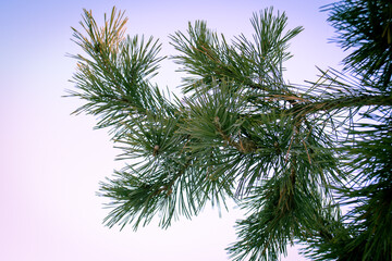 Green spruce on the background of the sky.