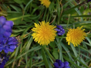 Dandelion