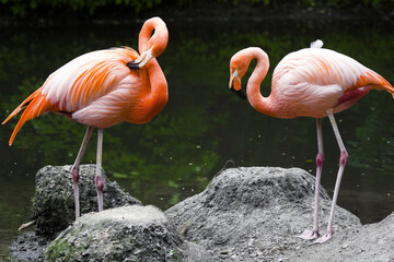 Two pink flamingos