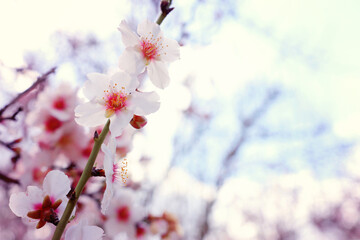 background of spring cherry blossoms tree. selective focus