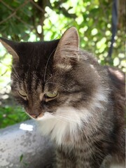 Obraz premium Cat