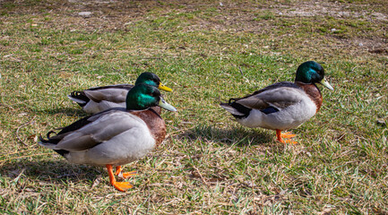 Three male wild duck on the dry grass. Solar day.
