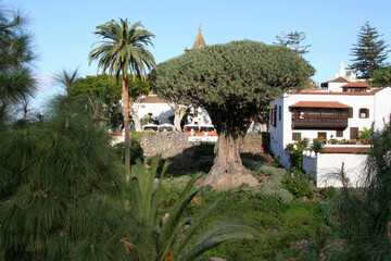 Fototapeta na wymiar Millennial Dragon tree or Drago Milenario (Dracaena draco) in Icod de los Vinos, Tenerife, Canary Islands, Spain. Landmark of Tenerife