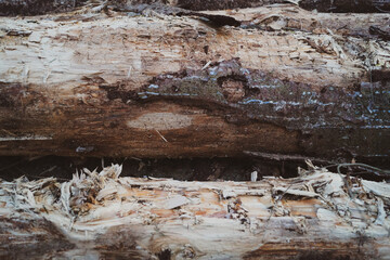 texture of wood