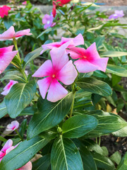 close up on Cape periwinkle flower, Catharanthus roseus