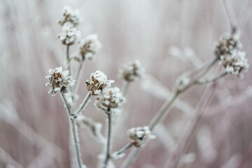 Close up shot of frost on plants