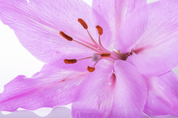 Big pistil and stamens of blooming purple lily flower in macro.