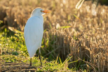 Cattle egret (bubulcus ibis) at sunrise in a rice field in Albufera of Valencia natural park.