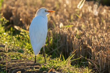 Cattle egret (bubulcus ibis) at sunrise in a rice field in Albufera of Valencia natural park.