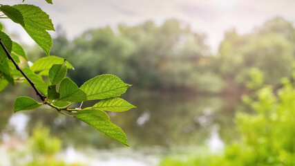 Tree branch with green leaves on the shore river