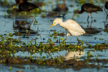 Cattle egret (bubulcus ibis) at sunrise in a rice field in Albufera of Valencia natural park.