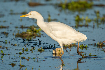 Cattle egret (bubulcus ibis) at sunrise in a rice field in Albufera of Valencia natural park.