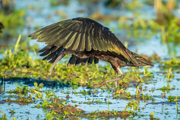 Glossy ibis (plegadis falcinellus) with a single leg in a rice field in the Albufera de Valencia natural park.