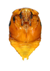 Ladybug (ladybird), Harmonia sp. (Coleoptera: Coccinellidae). Pupa. Ventral view. Isolated on a...