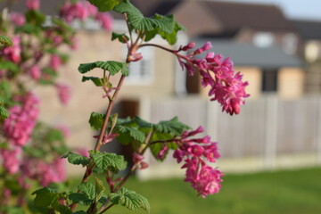 Close Up of Flowering Currant