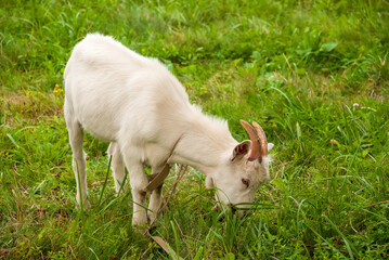 Goat grazes in a meadow and chews green grass.