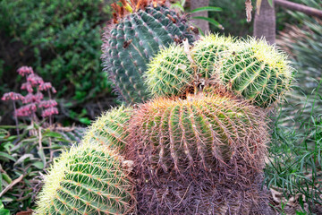 Balls cactus Echinocactus grusonii in Ein Gedi oasis and a nature reserve in Israel, located west of the Dead Sea