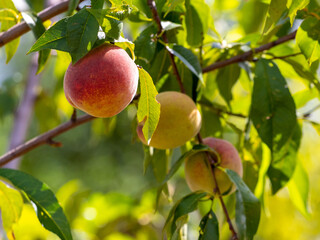 Ripe apricots on a tree in sunny weather. Harvest of apricots