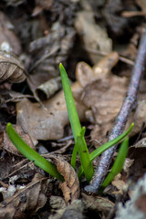 Ant in the forest
