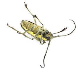 Dead longhorn beetle of Mango Tree Borer, Batocera rufomaculata. Pest control concept. Isolated on...