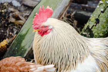 Portrait of Beautiful Rooster on nature background